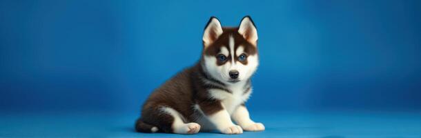 Adorable Siberian Husky Puppy with Blue Eyes Sitting on Studio Shot with Blue Background photo