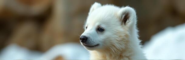 Cute and Adorable Puppy Close-Up with Fluffy White Fur in Snowy Wilderness Background photo