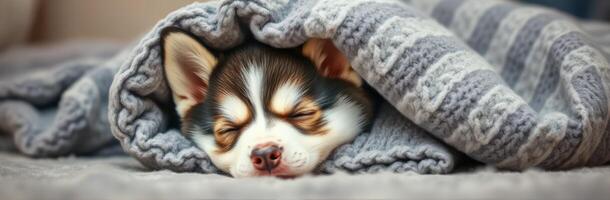 Cozy Chihuahua Puppy Sleeping on Blanket. Adorable and Fuzzy Relaxation Moments photo