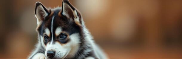 Cute Siberian Husky Puppy Playing on Brown Background - Adorable Fluffy Canine with Innocent Look and Happy Expression photo
