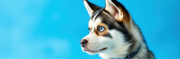 Puppy with Blue Eyes Portrait - Adorable Siberian Husky Close-Up on Vibrant Blue Background photo