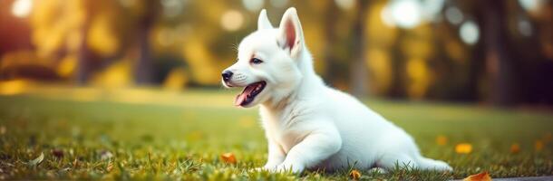 Cute White Puppy Playing in Sunlit Grass at the Park During Autumn - Joyful Puppy Photography photo