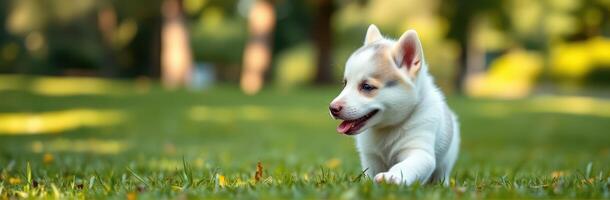Cute and Playful Puppy Running in Green Grass on a Sunny Day Outdoors photo