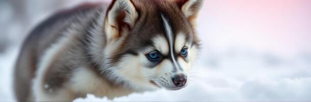 Cute Siberian Husky Puppy with Blue Eyes Exploring Snowy Outdoors photo