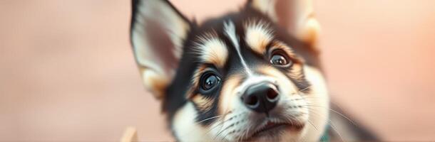 Cute and Adorable Puppy Portrait. Playful Close-Up of a Charming Furry Canine with Innocent Puppy Eyes Against a Brown Background photo