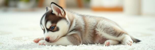 Adorable Siberian Husky Puppy with Blue Eyes Sleeping on Soft Carpet at Home photo