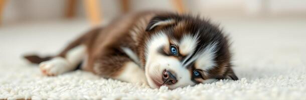 Cute Sleeping Siberian Husky Puppy with Blue Eyes Lying on Carpet - Adorable Pet Photography of a Fluffy Family Dog photo
