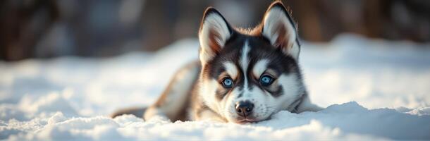 Cute Playful Husky Puppy with Blue Eyes Resting in Snowy Winter Wonderland photo