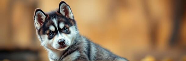 Cute and Adorable Puppy Portrait of a Playful Siberian Husky with Blue Eyes in Outdoor Nature Setting photo