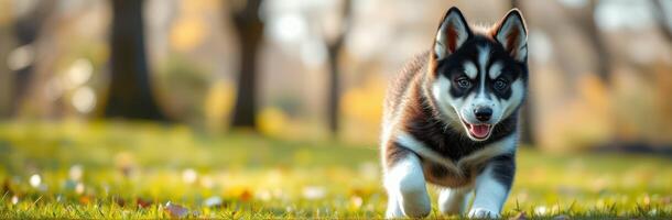 Cute Adorable Puppy Husky Playing in Autumn Park with Vibrant Colors and Sunlight photo