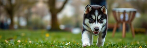 Cute and Playful Siberian Husky Puppy Exploring Vibrant Grass Outdoors on a Sunny Spring Day photo