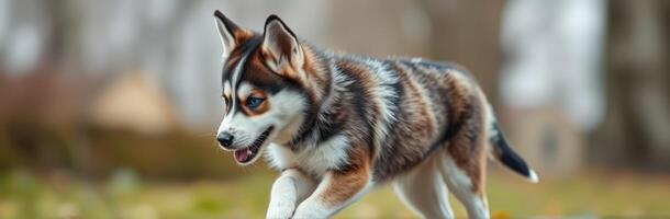 Playful Siberian Husky Puppy with Blue Eyes Running in Autumn Nature Background photo