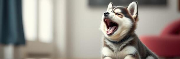 Cute Yawning Siberian Husky Puppy Portrait. Adorable Indoor Pet with Fluffy Fur and Happy Expressions photo