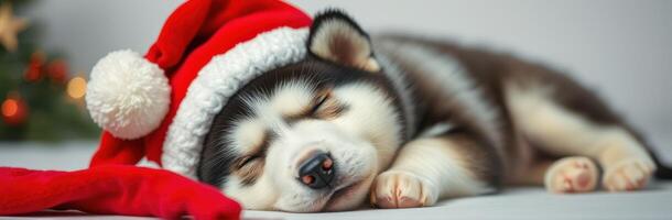 Puppy Sleeping in Santa Hat. Adorable Husky Dog Napping Cozy with Blurred Christmas Lights photo