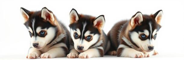 Cute Puppy Trio of Siberian Huskies with Blue Eyes on White Background - Adorable Animal Portrait in Soft Lighting photo
