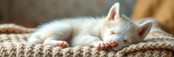 Sleeping Adorable Puppy Snuggling in Cozy Blanket. A Cute and Fluffy Domestic Dog Dreaming at Home photo