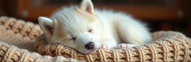 Adorable Puppy and Kitten Snuggling in a Cozy Knitted Basket Under a Warm, Fluffy Blanket photo
