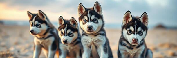 Adorable Puppies Playing on Sandy Beach with Blue Eyes - Cute Siberian Huskies in Morning Light, Captivating Expressions of Playful Young Dogs photo