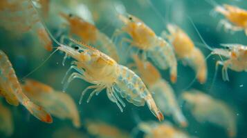 A large group of transparent shrimp is observed swimming together in clear blue water. Their delicate bodies catch light as they move, creating a captivating spectacle. photo