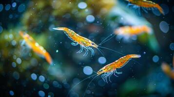 Vibrant shrimp maneuver elegantly through their underwater environment, showcasing their vivid colors and delicate antennae in a serene aquatic setting. photo