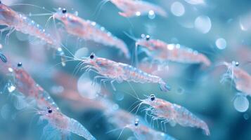 A vibrant group of shrimp glides through clear blue water, their transparent bodies reflecting light. Bubble like distortions create an enchanting underwater atmosphere. photo