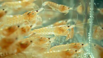 Groups of lively shrimp can be seen swimming in a translucent aquarium, displaying their brilliant colors and curious interactions as they navigate through the water. photo