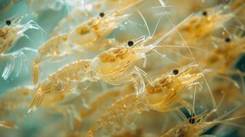 Small, translucent shrimp move fluidly through the water, showcasing their delicate features and active behavior in a vibrant aquatic environment. photo
