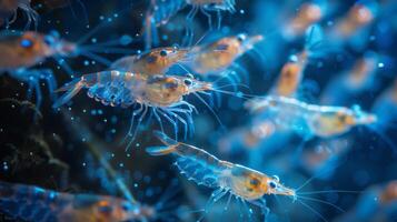A group of lively shrimp is swimming through a clear blue water environment near a coral reef, showcasing their vibrant colors and intricate details during daylight hours. photo