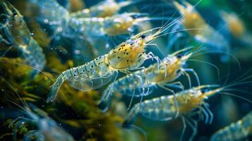 Shrimps move actively through clear water, showcasing their bright colors and intricate patterns amid aquatic plants and corals, creating a lively marine atmosphere. photo