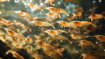 A multitude of orange shrimp swims gracefully in clear water, surrounded by bubbles and soft sunlight filtering through the surface, creating a serene underwater atmosphere. photo