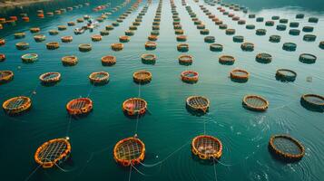 Hundreds of vibrant fish cages are arranged in a symmetrical pattern on the calm waters, showcasing an aquaculture farming method under clear blue skies. photo
