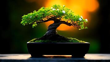 A beautifully groomed bonsai tree with delicate white flowers set against a glowing sunset background photo