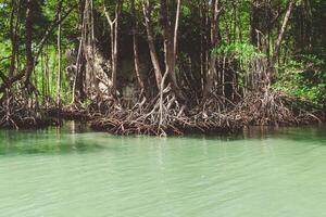 Floating roots and green waters in a serene mangrove forest during a calm afternoon photo