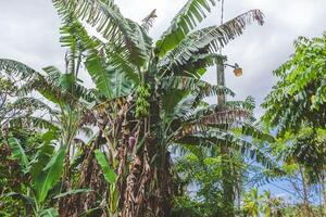 Lush banana trees stand tall under a cloudy sky in a tropical landscape, showcasing vibrant green foliage and natural beauty photo