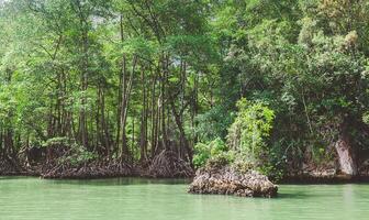 Lush green mangrove forest along a tranquil river in bright daylight with clear water and rocky outcrops photo