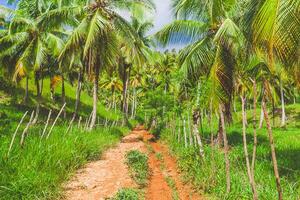 Lush tropical pathway lined with palm trees in a serene environment during daytime photo