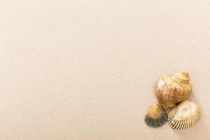 Seashells arranged on a plain background showcasing their natural textures and colors photo
