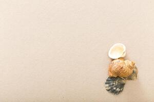 Natural sea shells arranged on a beige background ready for decoration or craft projects photo