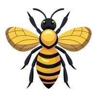 Detailed Honey Bee Displayed on White Background vector
