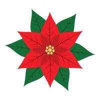 Poinsettia Flower Isolated on White Background vector
