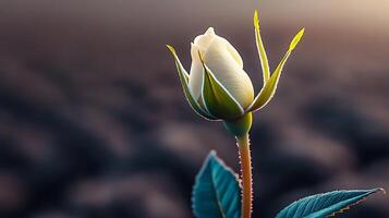 A close-up of a white rose bud emerging from a blurred background, symbolizing new beginnings and beauty photo