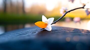 A close-up of a vibrant flower resting on a smooth stone by a serene lake at sunset photo