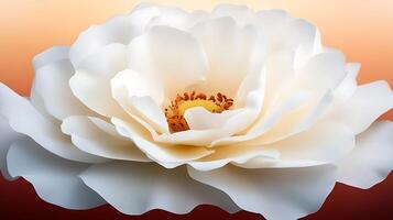 A close-up view of a delicate white flower blooming against a soft gradient background, symbolizing tranquility photo