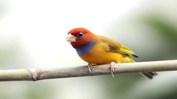 A colorful bird perched on a bamboo branch, surrounded by a blurred green background photo