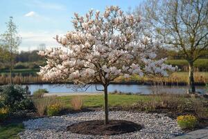 Blooming magnolia tree in tranquil garden setting photo