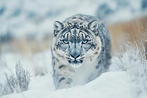 Snow leopard stealthily emerging from snowy photo