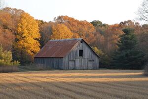 Old wooden barn standing in a golden wheat field with fence and forest photo
