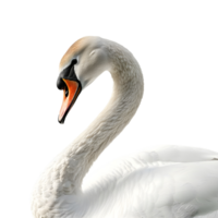 A white swan is standing on a transparent background png