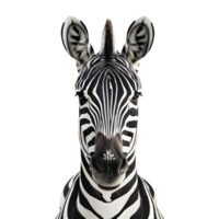 front view zebra image png