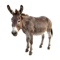 A donkey is standing png